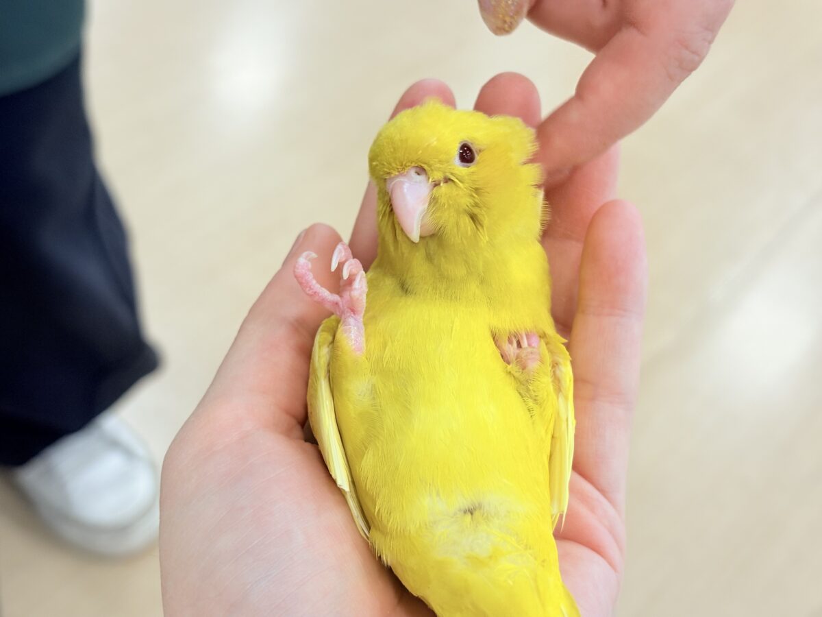 【最新画像更新🪄ひとり餌になりました☆】特徴的な歌声です~♩♩サザナミインコ(ルチノー) ヒナ サザナミインコ