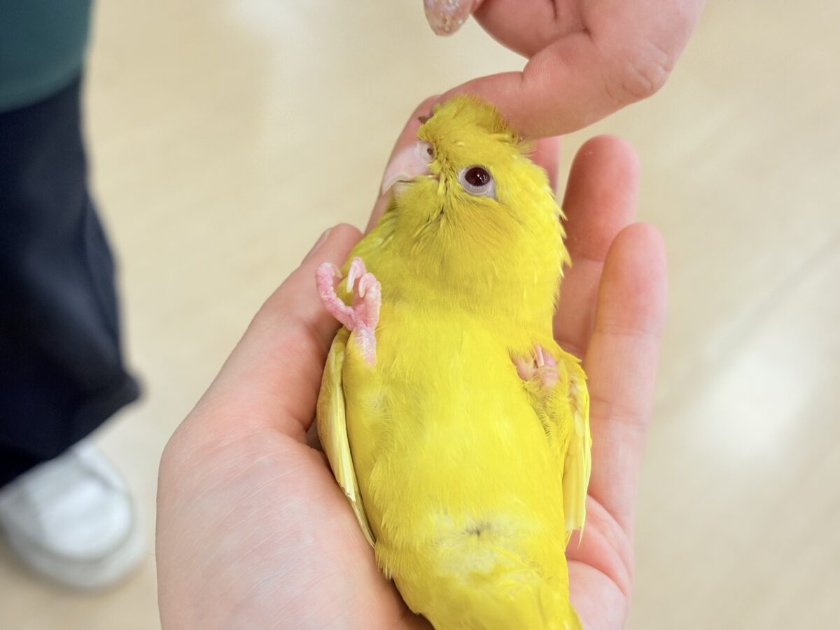 【最新画像更新🪄ひとり餌になりました☆】特徴的な歌声です~♩♩サザナミインコ(ルチノー) ヒナ サザナミインコ
