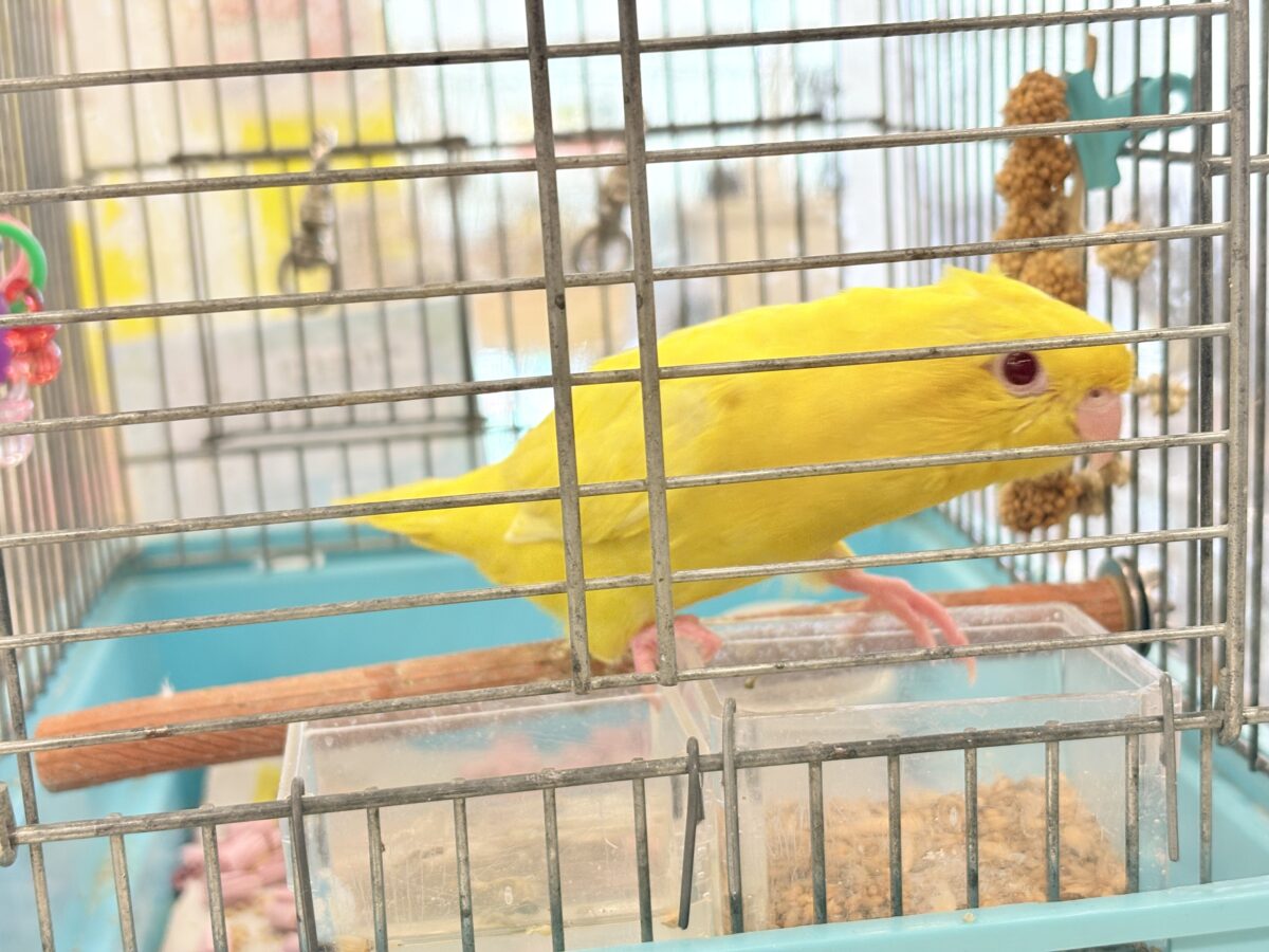 【最新画像更新🪄ひとり餌になりました☆】特徴的な歌声です~♩♩サザナミインコ(ルチノー) ヒナ サザナミインコ