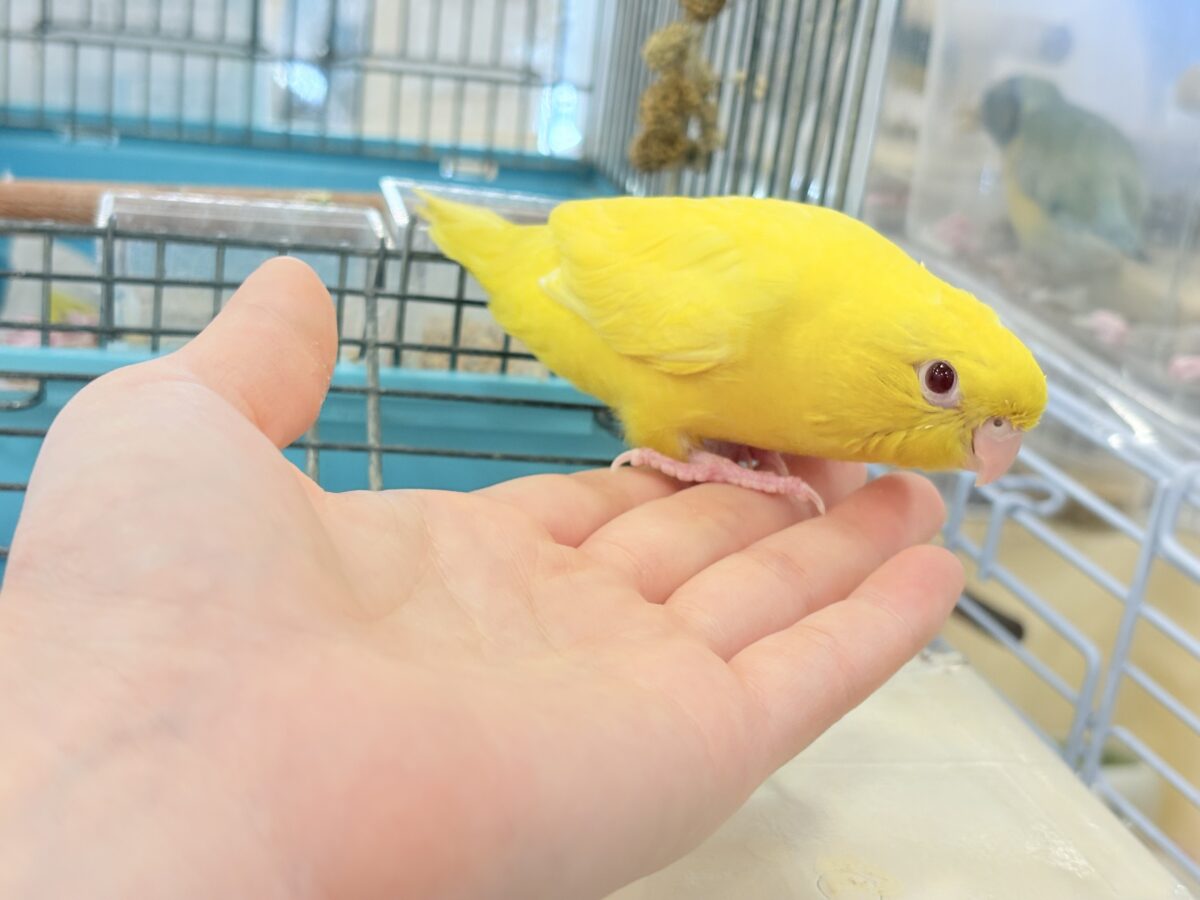 【最新画像更新🪄ひとり餌になりました☆】特徴的な歌声です~♩♩サザナミインコ(ルチノー) ヒナ サザナミインコ