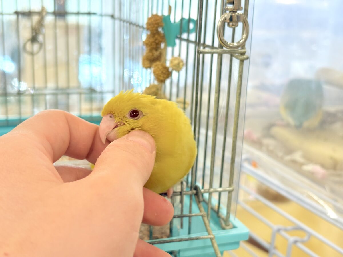 【最新画像更新🪄ひとり餌になりました☆】特徴的な歌声です~♩♩サザナミインコ(ルチノー) ヒナ サザナミインコ