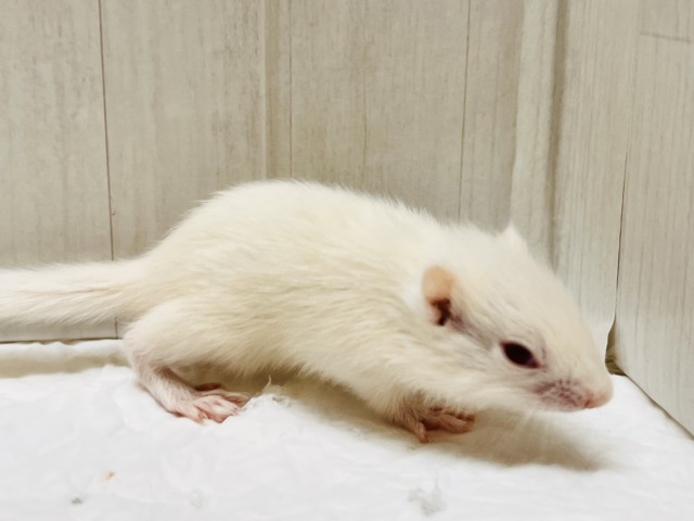 貴方に全てを委ねます♡激レア‼︎👀アルビノシマリスの男の子💙 アルビノシマリス