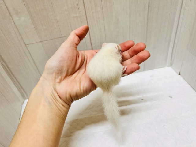 貴方に全てを委ねます♡激レア‼︎👀アルビノシマリスの男の子💙 アルビノシマリス