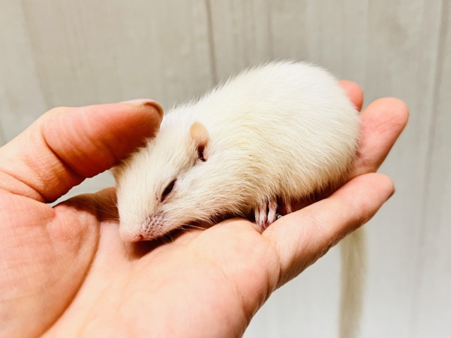 貴方に全てを委ねます♡激レア‼︎👀アルビノシマリスの男の子💙 アルビノシマリス