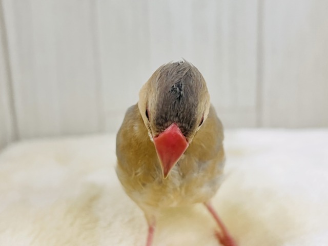 どんな姿に生まれ変わるの?🥰激レアなパステル文鳥〜❤️ パステル文鳥