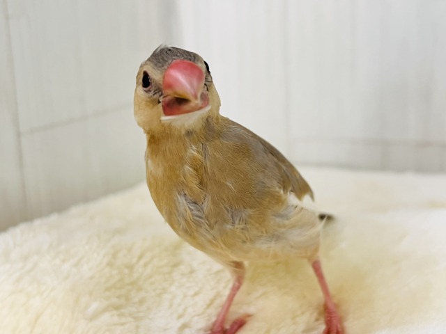 どんな姿に生まれ変わるの?🥰激レアなパステル文鳥〜❤️ パステル文鳥