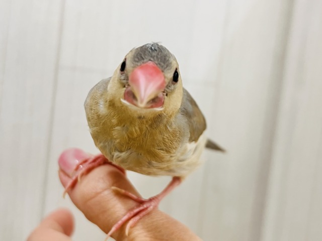 パステル文鳥