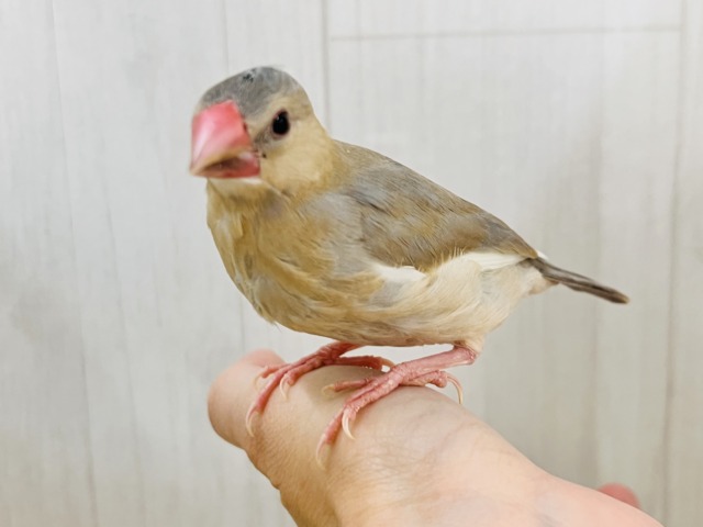 どんな姿に生まれ変わるの?🥰激レアなパステル文鳥〜❤️ パステル文鳥