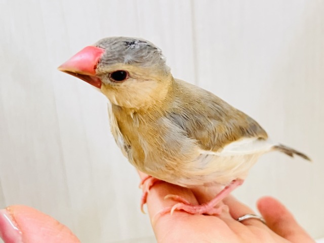 パステル文鳥