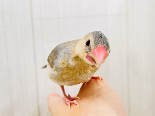 どんな姿に生まれ変わるの?🥰激レアなパステル文鳥〜❤️ パステル文鳥