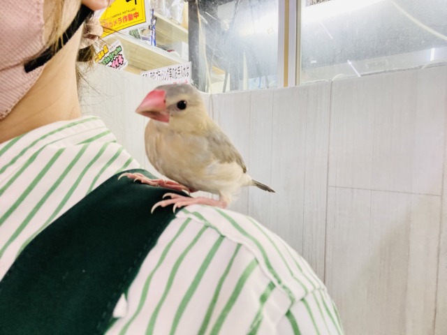 どんな姿に生まれ変わるの?🥰激レアなパステル文鳥〜❤️ パステル文鳥