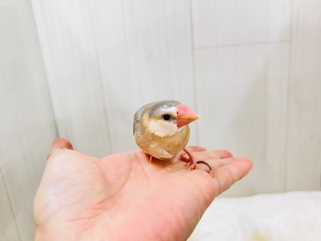 べたなれだよ♡生クリームついちゃった?パステル文鳥 パステル文鳥