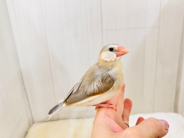 パステル文鳥
