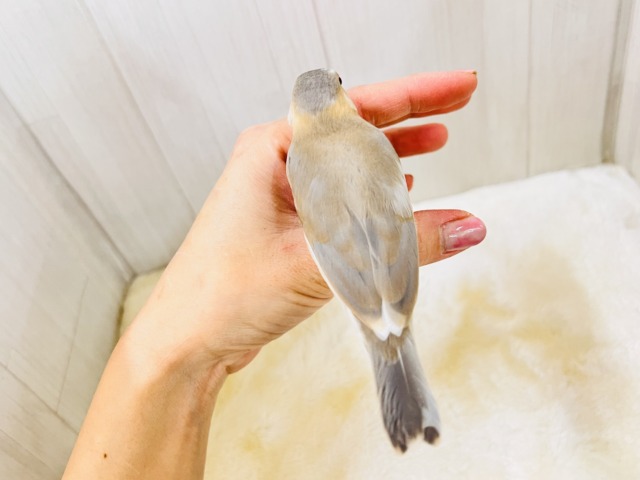 べたなれだよ♡生クリームついちゃった?パステル文鳥 パステル文鳥