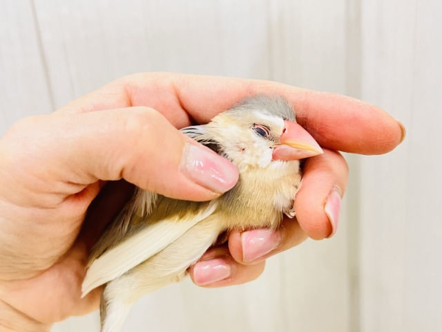 べたなれだよ♡生クリームついちゃった?パステル文鳥 パステル文鳥