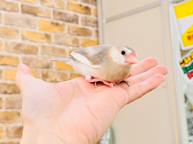 べたなれだよ♡生クリームついちゃった?パステル文鳥 パステル文鳥
