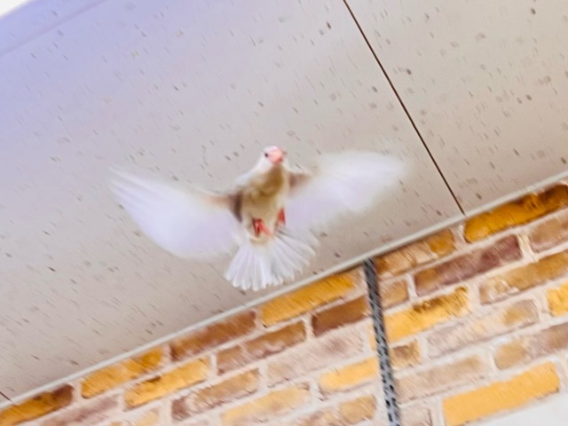 パステル文鳥