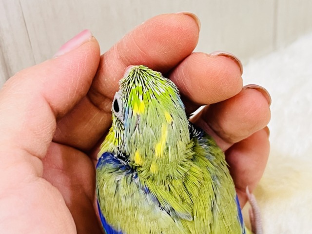 マメルリハ