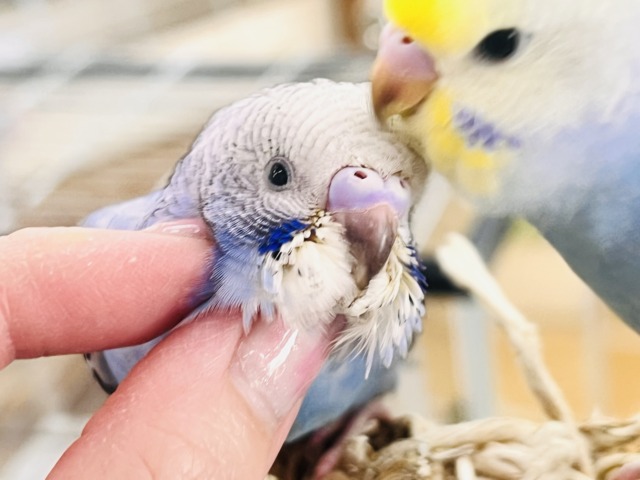 人大好き♡いっぱい遊ぼ🎶お腹ぺこぺこ食いしん坊🍚セキセイインコのヒナ(ブルーオパーリン)入荷しました❤️ セキセイインコ