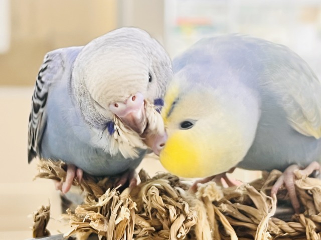 世話好きの甘えん坊💕宝石の様な美しさ💎セキセイインコのパステルレインボー セキセイインコ