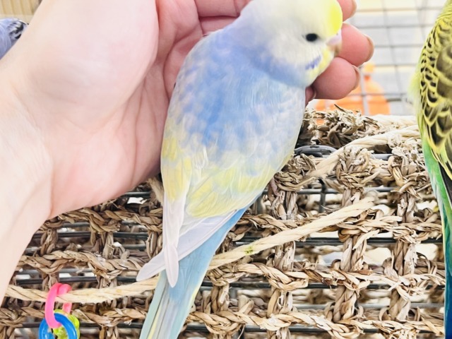 世話好きの甘えん坊💕宝石の様な美しさ💎セキセイインコのパステルレインボー セキセイインコ