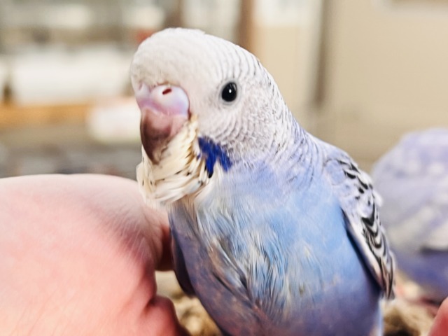 人大好き♡いっぱい遊ぼ🎶お腹ぺこぺこ食いしん坊🍚セキセイインコのヒナ(ブルーオパーリン)入荷しました❤️ セキセイインコ