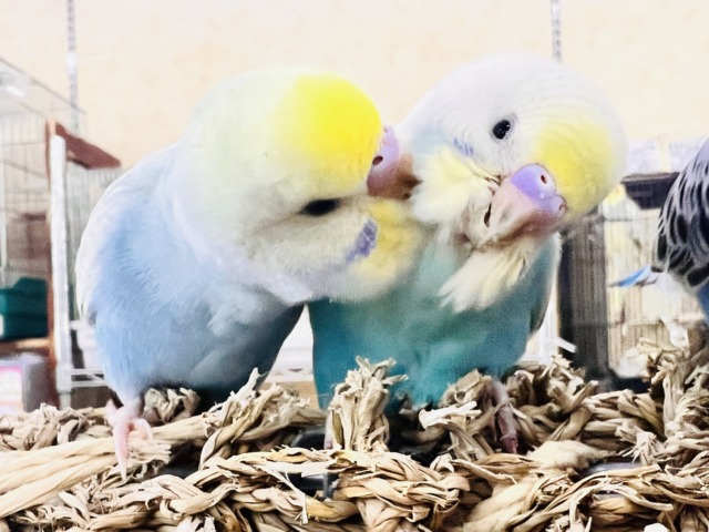世話好きの甘えん坊💕宝石の様な美しさ💎セキセイインコのパステルレインボー セキセイインコ
