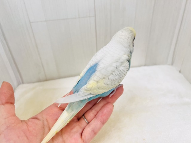 画像更新☆レアカラー✨綺麗な砂浜の様なセキセイインコのパステルレインボースパングル💖 セキセイインコ