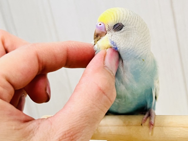 画像更新☆レアカラー✨綺麗な砂浜の様なセキセイインコのパステルレインボースパングル💖 セキセイインコ