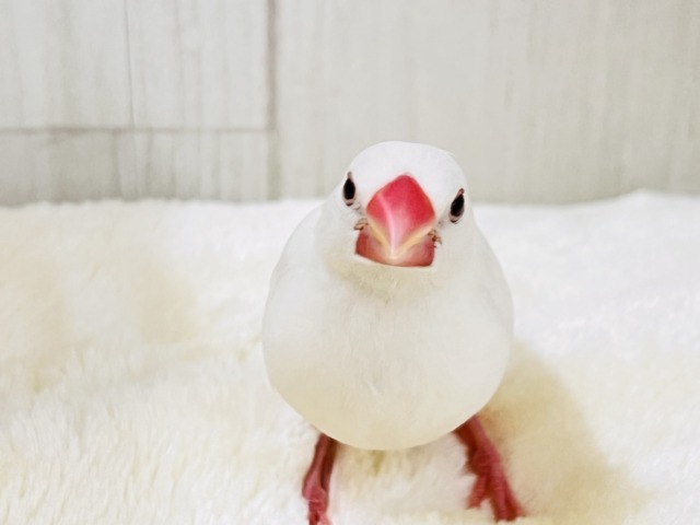 説明画像です