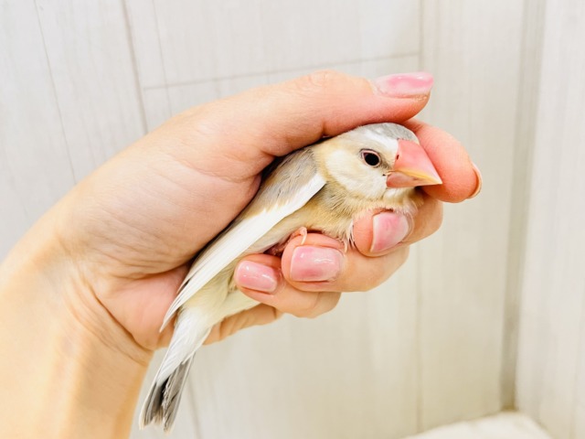 説明画像です