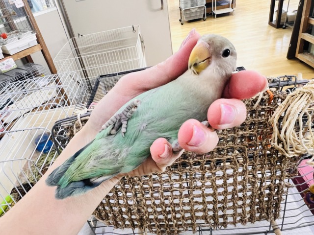 説明画像です