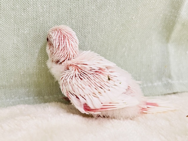 透明感あるれる✨うぶうぶ♡真っ白なセキセイインコのアルビノです❤️ セキセイインコ