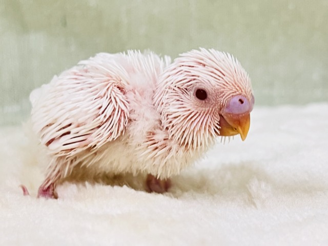 透明感あるれる✨うぶうぶ♡真っ白なセキセイインコのアルビノです❤️ セキセイインコ