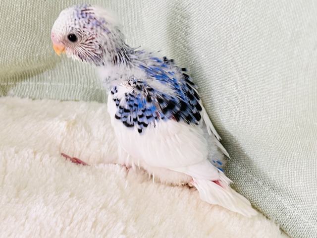 にんまり笑顔が素敵❣️夢と希望に満ち溢れたセキセイインコ(ブルーパイド) セキセイインコ