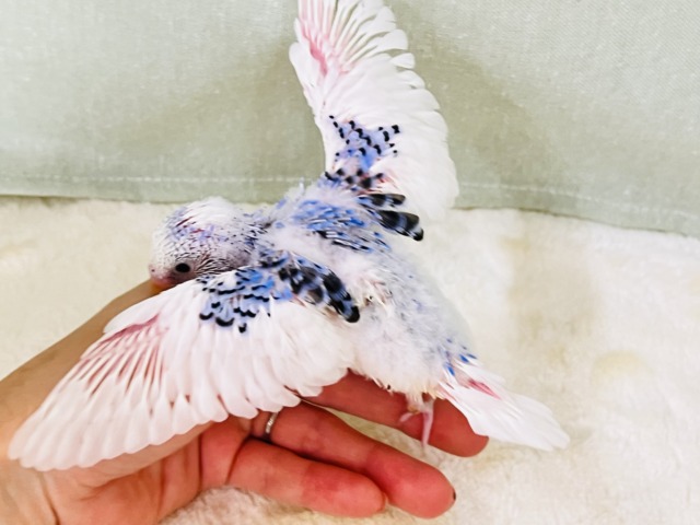 にんまり笑顔が素敵❣️夢と希望に満ち溢れたセキセイインコ(ブルーパイド) セキセイインコ