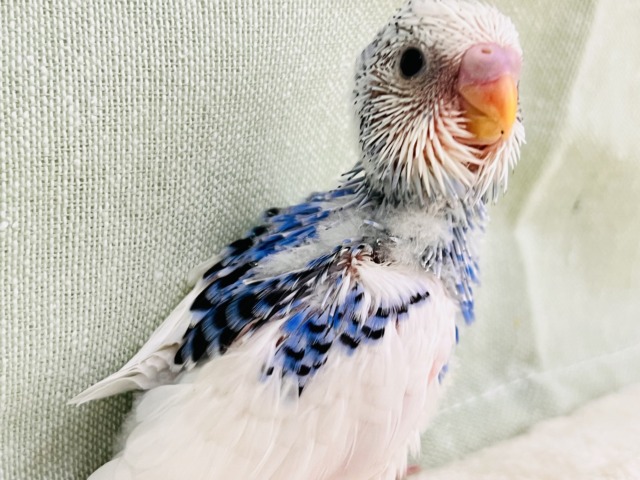 にんまり笑顔が素敵❣️夢と希望に満ち溢れたセキセイインコ(ブルーパイド) セキセイインコ