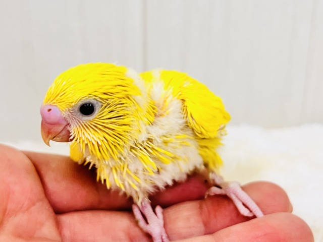 画像更新☆黒ゴマ2粒🖤💛卵焼き〜🥚セキセイインコのイエローダブルファクター☆ セキセイインコ