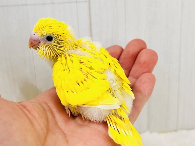 画像更新☆黒ゴマ2粒🖤💛卵焼き〜🥚セキセイインコのイエローダブルファクター☆ セキセイインコ