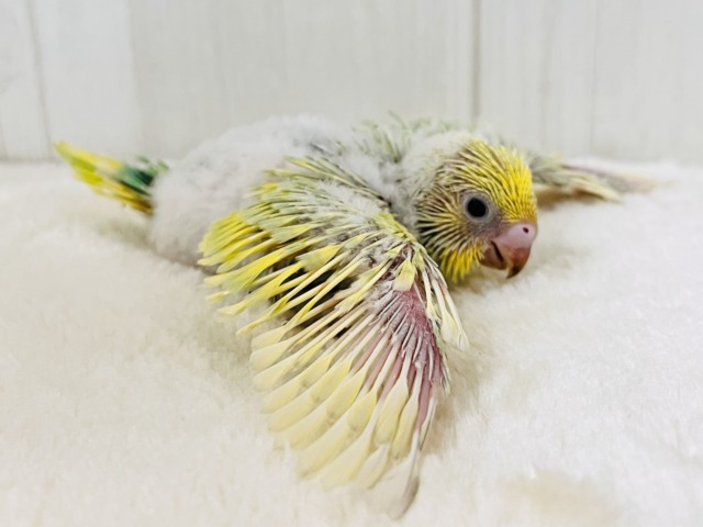 画像更新☆春らしい新芽カラー🌱セキセイインコの珍しいグリーンレインボー✨ セキセイインコ