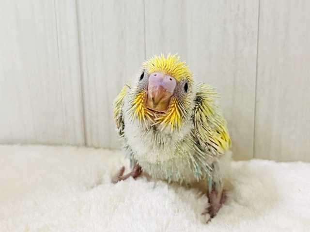 画像更新☆春らしい新芽カラー🌱セキセイインコの珍しいグリーンレインボー✨ セキセイインコ