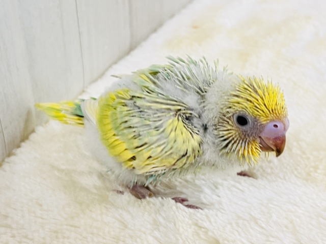 画像更新☆春らしい新芽カラー🌱セキセイインコの珍しいグリーンレインボー✨ セキセイインコ