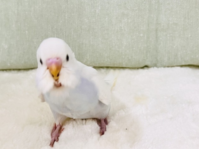 画像更新☆淡いブルーを抱えてるの🩵特別な1羽🎶セキセイインコのホワイトダブルファクターだよ🤍 セキセイインコ