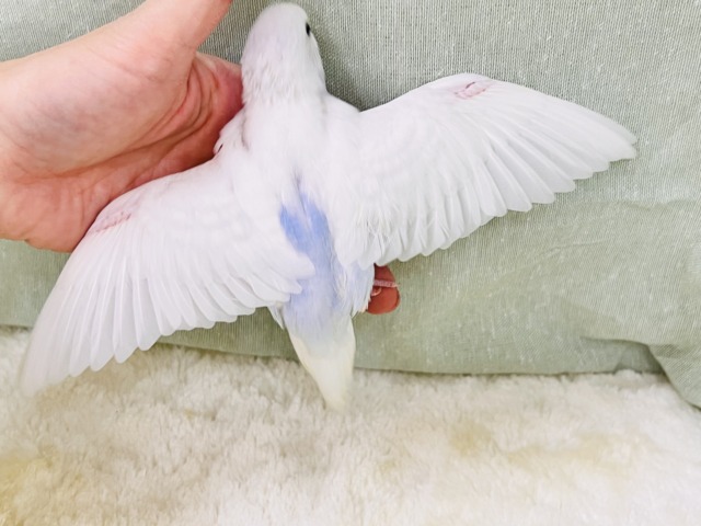 画像更新☆淡いブルーを抱えてるの🩵特別な1羽🎶セキセイインコのホワイトダブルファクターだよ🤍 セキセイインコ