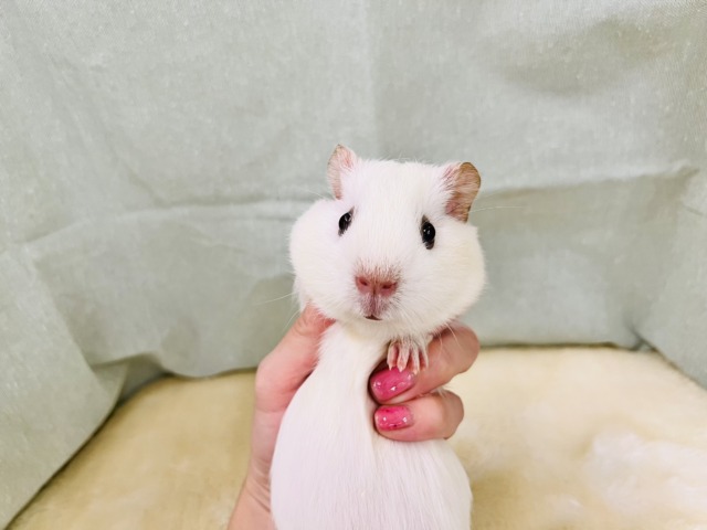 可愛すぎる‼︎💕垂れ耳つまり顔なロシアンモルモットくん💙 ロシアンモルモット
