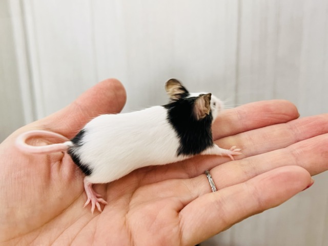 パンダマウス