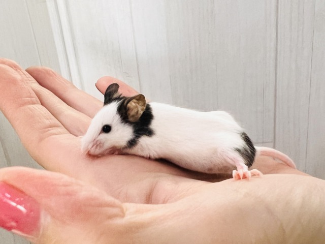 パンダマウス