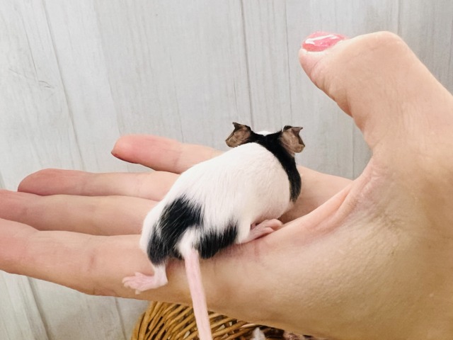 わらわら〜と大集合♡ちびっこネズミのパンダマウスの女の子! パンダマウス