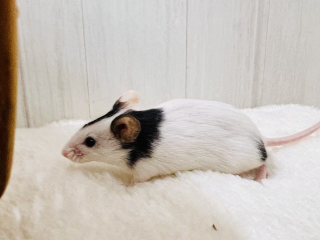 パンダマウス