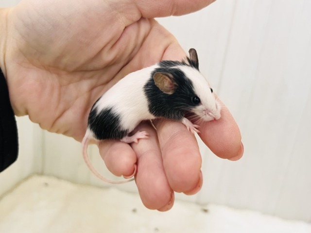 パンダマウス